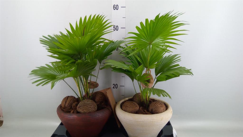 Горшечные цветы и растения оптом Livistona Rotundifolia от 2шт из Голландии с доставкой по России