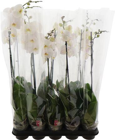 Горшечные цветы и растения оптом Phal Wit 1 Tak Levo Plant от 10шт из Голландии с доставкой по России