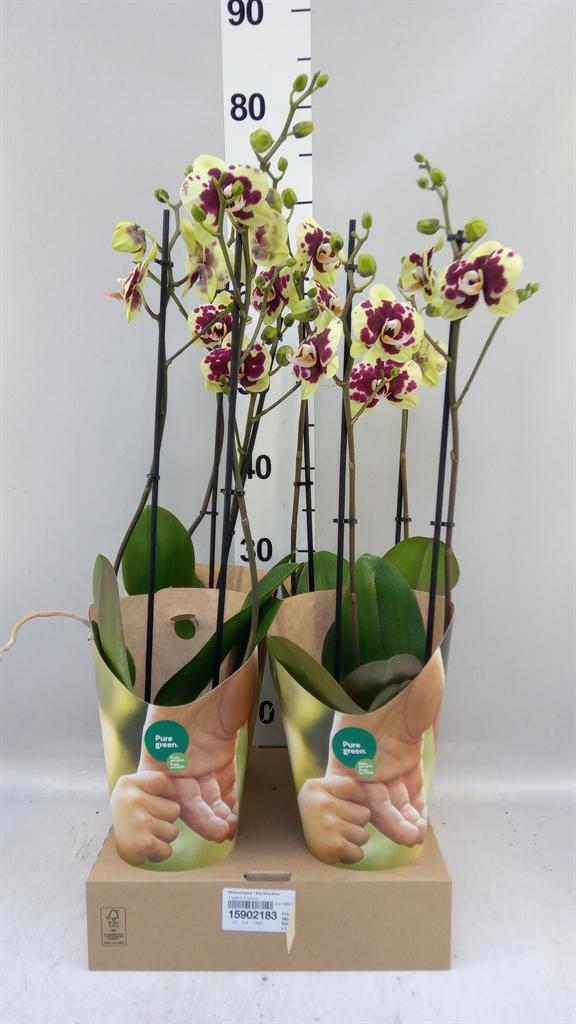 Горшечные цветы и растения оптом Phalaenopsis ant Amadora от 4шт из Голландии с доставкой по России