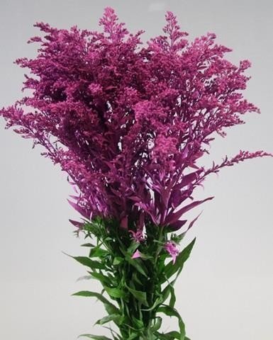 Срезанные цветы оптом Solidago paint lilac dark от 100шт из Голландии с доставкой по России