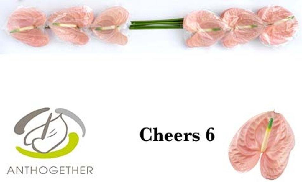 Срезанные цветы оптом Anthurium cheers от 6шт из Голландии с доставкой по России