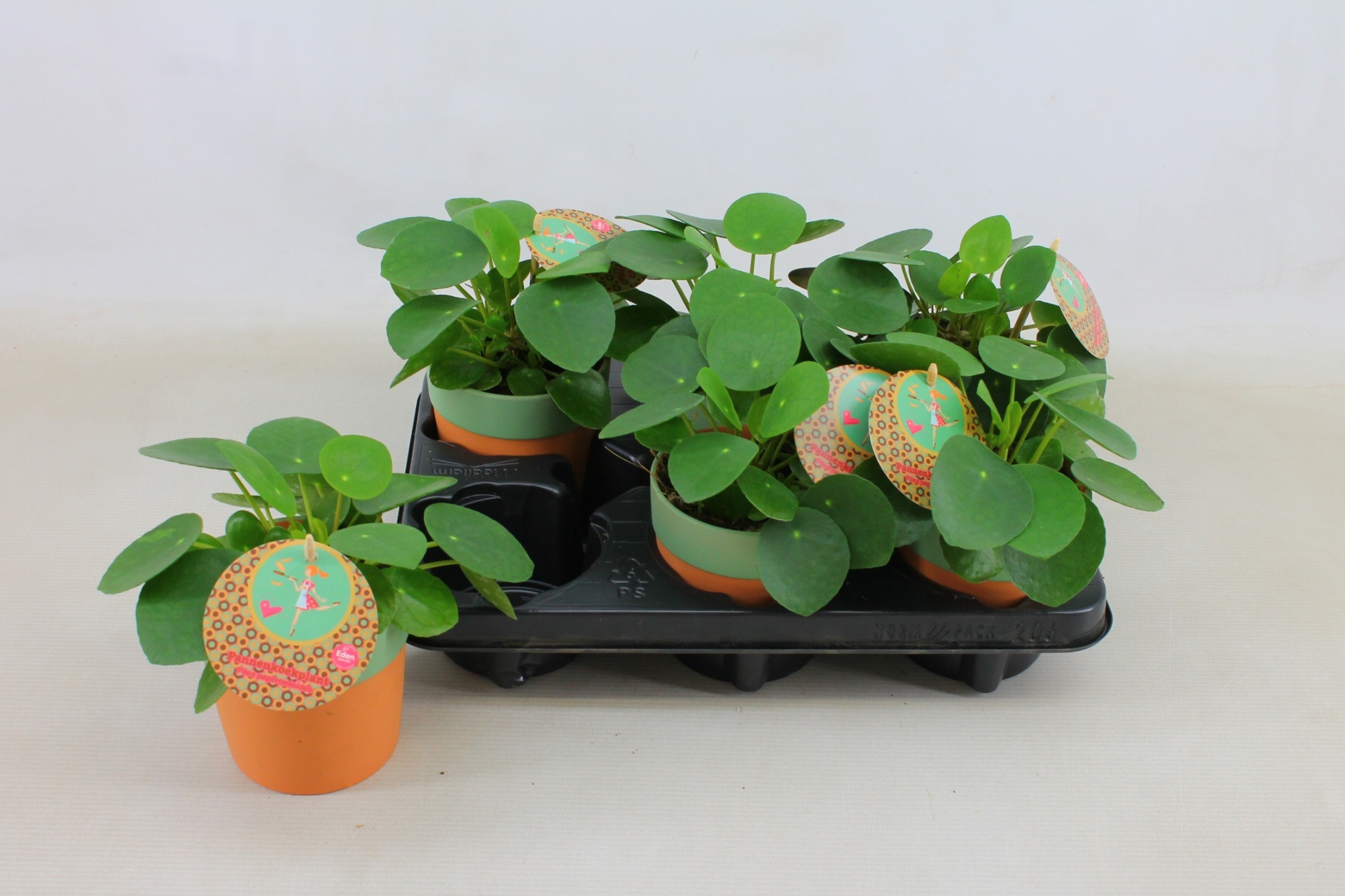 Горшечные цветы и растения оптом Pilea Peperomioides от 6шт из Голландии с доставкой по России