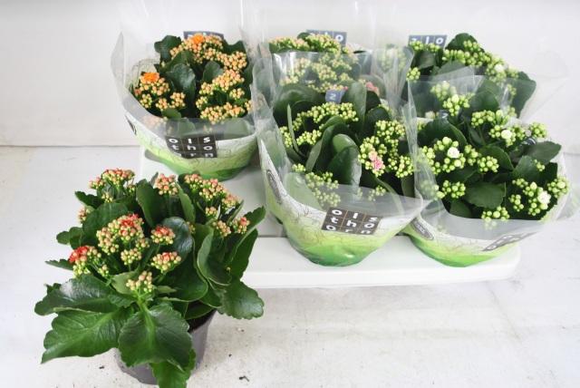 Горшечные цветы и растения оптом Kal Ge Gem 4 Kl от 6шт из Голландии с доставкой по России