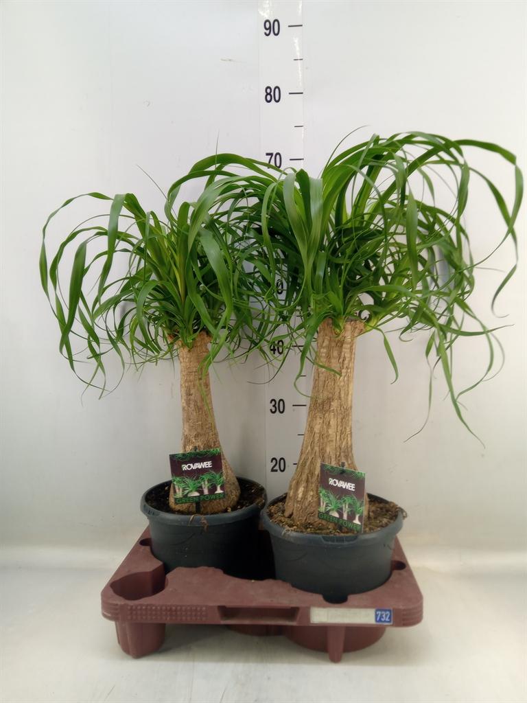 Горшечные цветы и растения оптом Beaucarnea Recurvata от 2шт из Голландии с доставкой по России