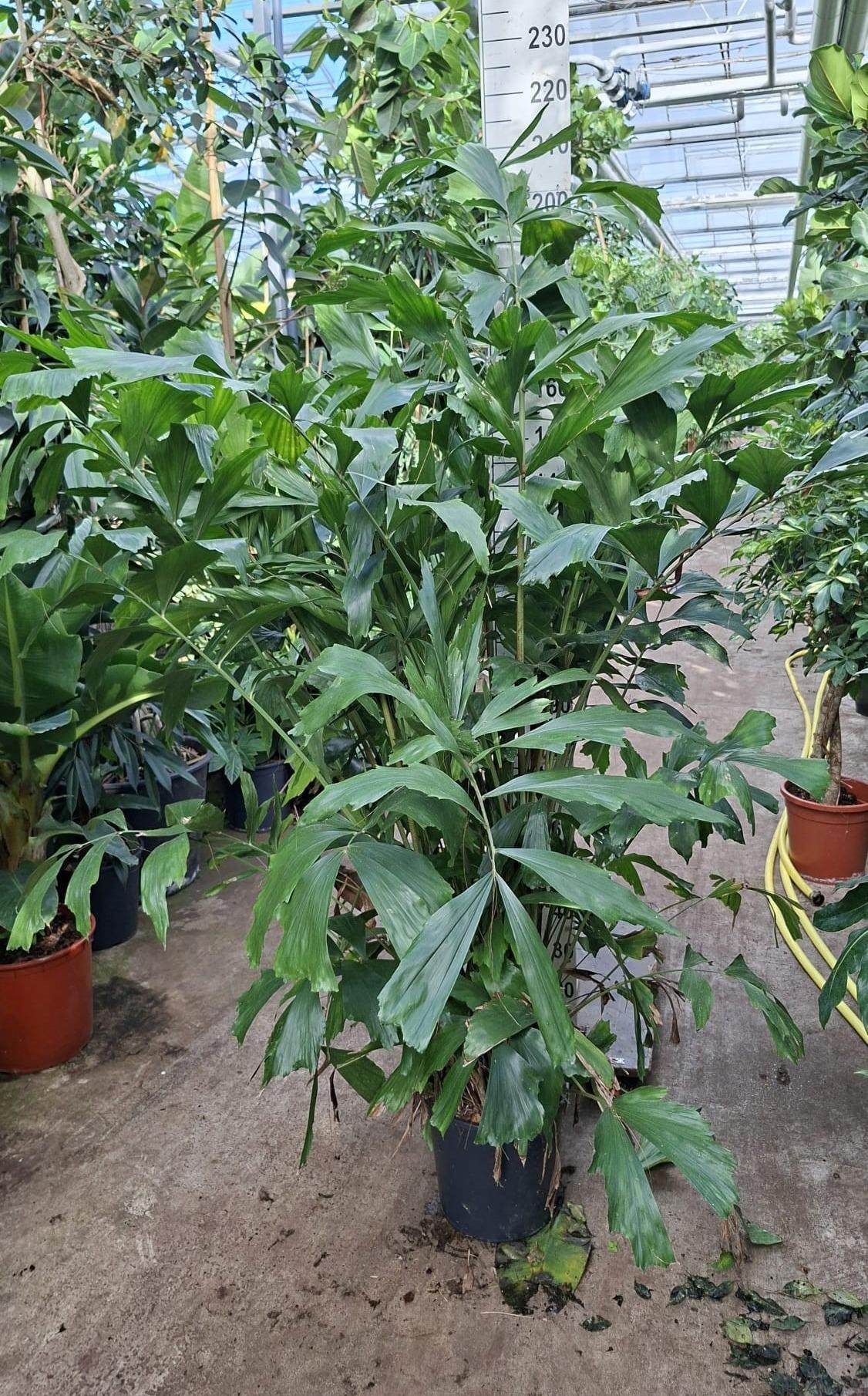 Горшечные цветы и растения оптом Caryota Bush от 1шт из Голландии с доставкой по России