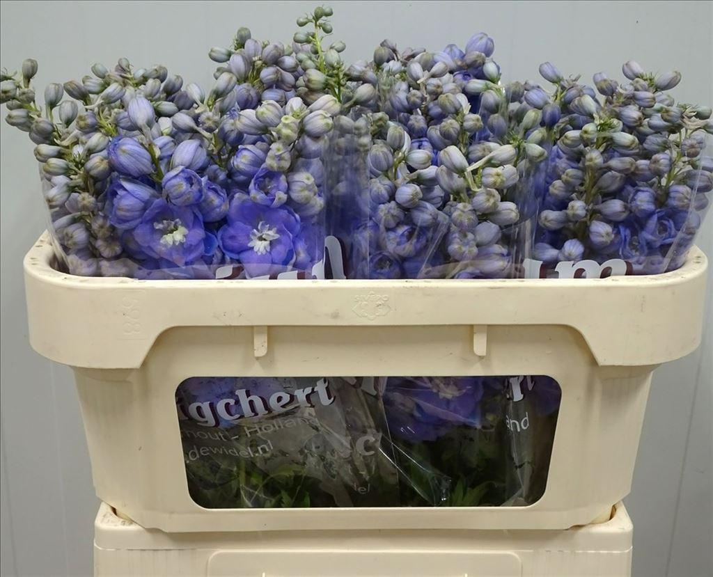 Срезанные цветы оптом Delphinium do dewi zofia от 30шт из Голландии с доставкой по России