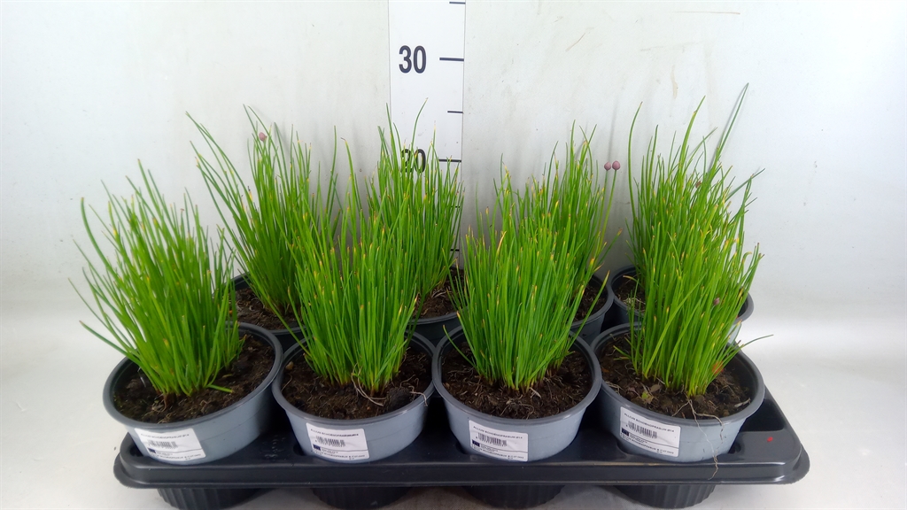 Горшечные цветы и растения оптом Allium Schoenoprasum от 8шт из Голландии с доставкой по России