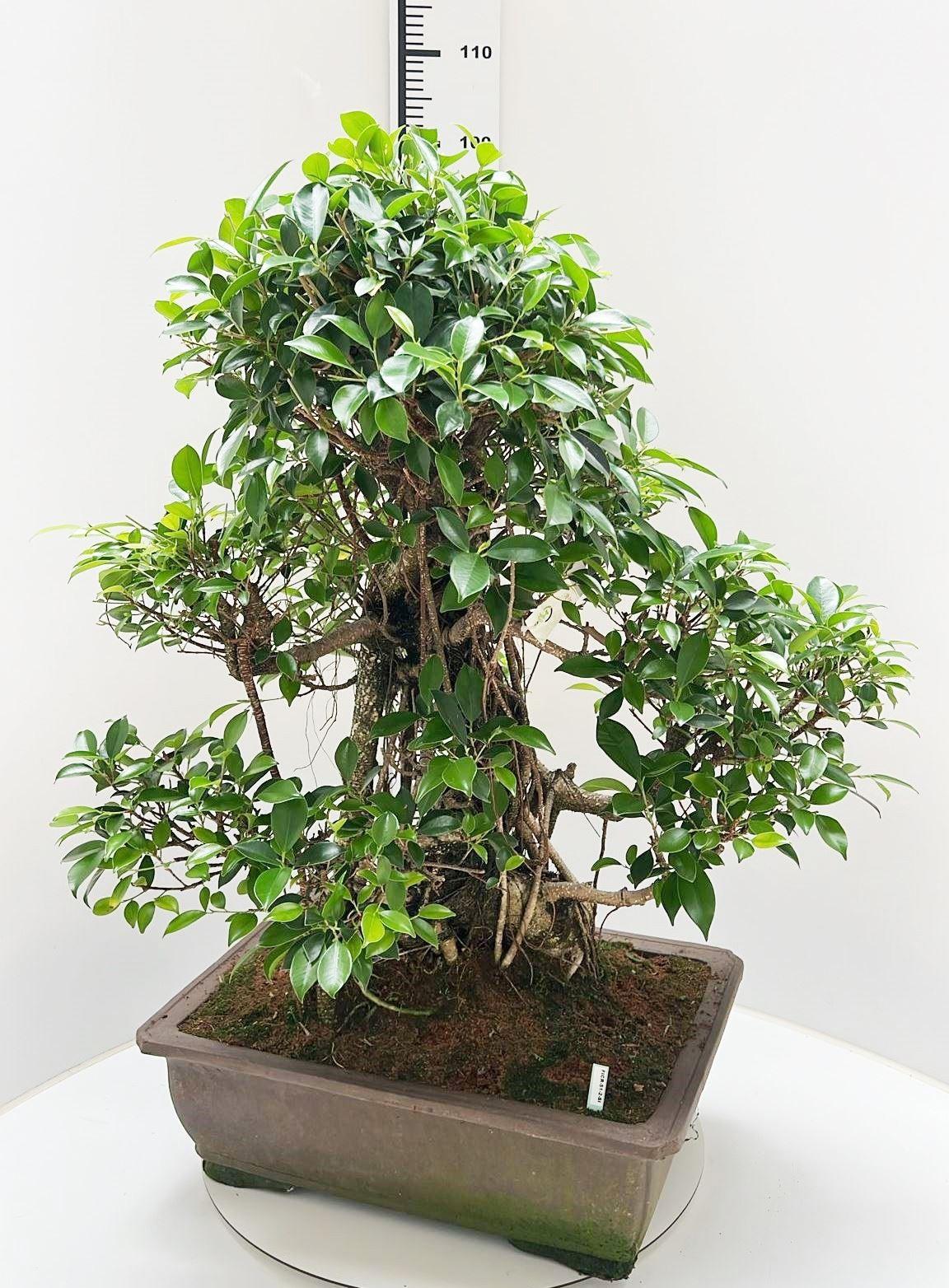 Горшечные цветы и растения оптом Ficus Retusa, Pot 51cm. Height 100cm.( Single Item от 1шт из Голландии с доставкой по России