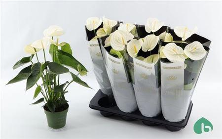 Горшечные цветы и растения оптом Anthu An Alpine 5+ от 8шт из Голландии с доставкой по России