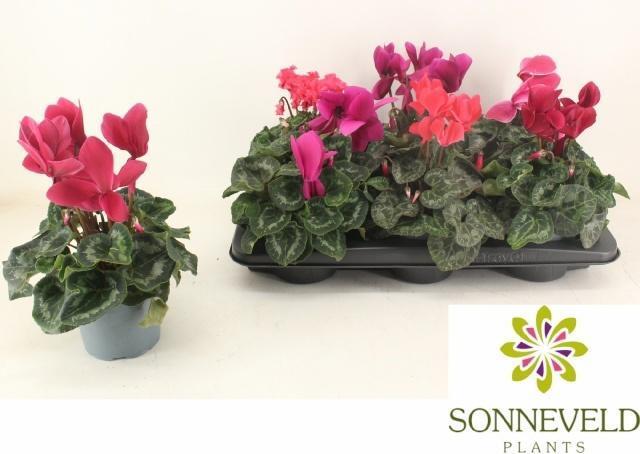 Горшечные цветы и растения оптом Cyclamen Xl от 6шт (для телеги) из Голландии с доставкой по России