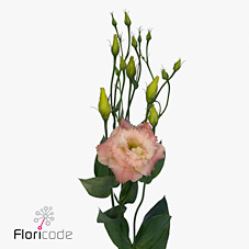 Срезанные цветы оптом Lisianthus do alissa champagne от 40шт... из Голландии с доставкой по России
