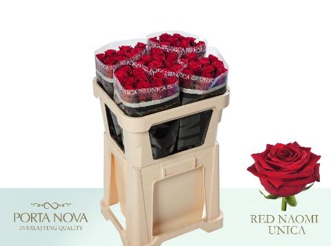 Срезанные цветы оптом Rosa large red naomi! Unica Porta Nova от 50шт.. из Голландии с доставкой по России
