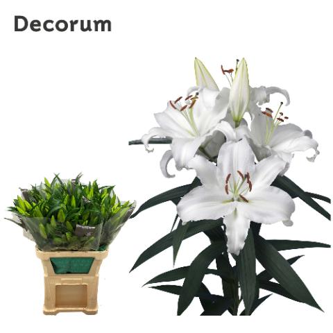 Срезанные цветы оптом Lilium or universe от 30шт из Голландии с доставкой по России