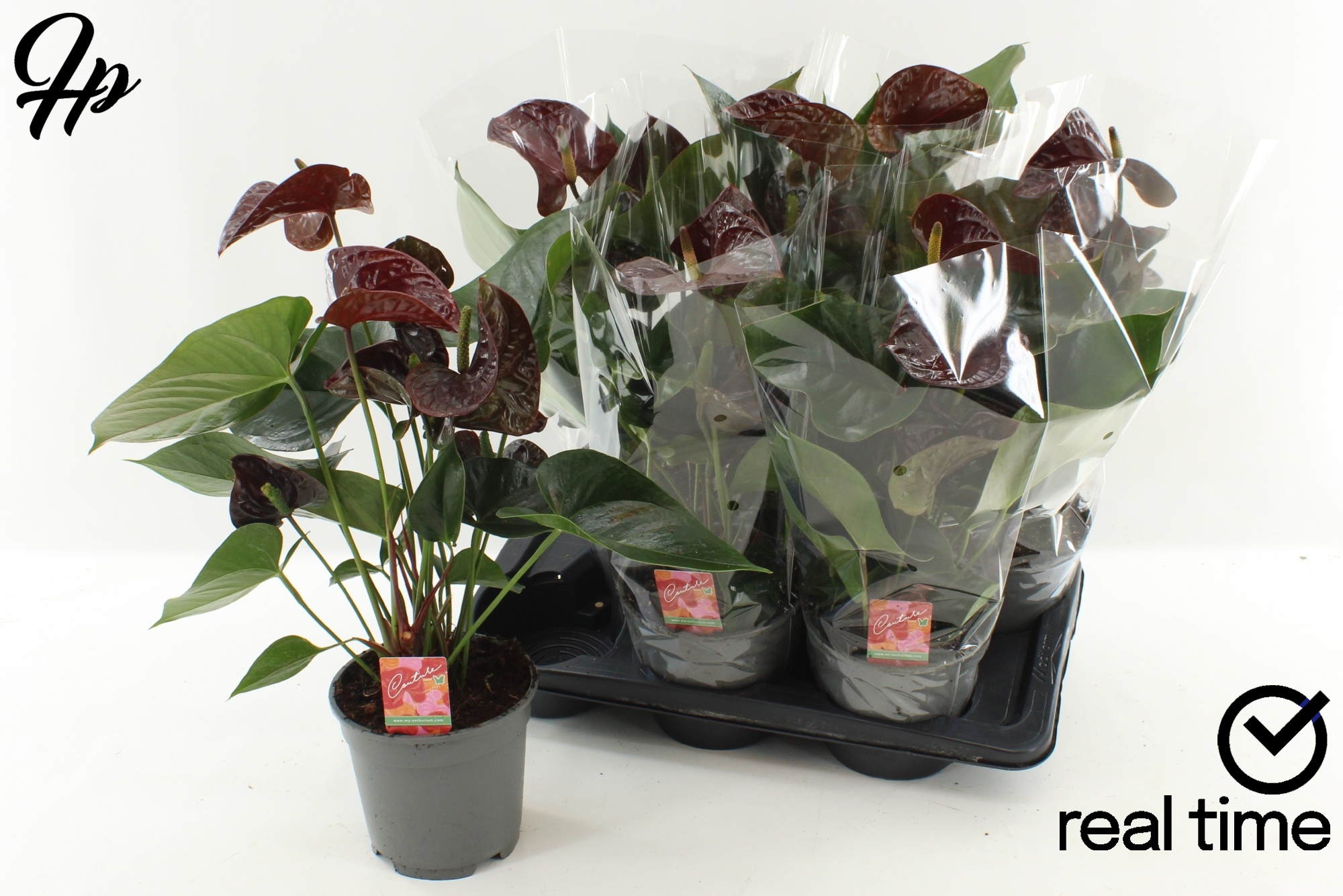 Горшечные цветы и растения оптом Anthu Fl Tranquillo от 6шт из Голландии с доставкой по России