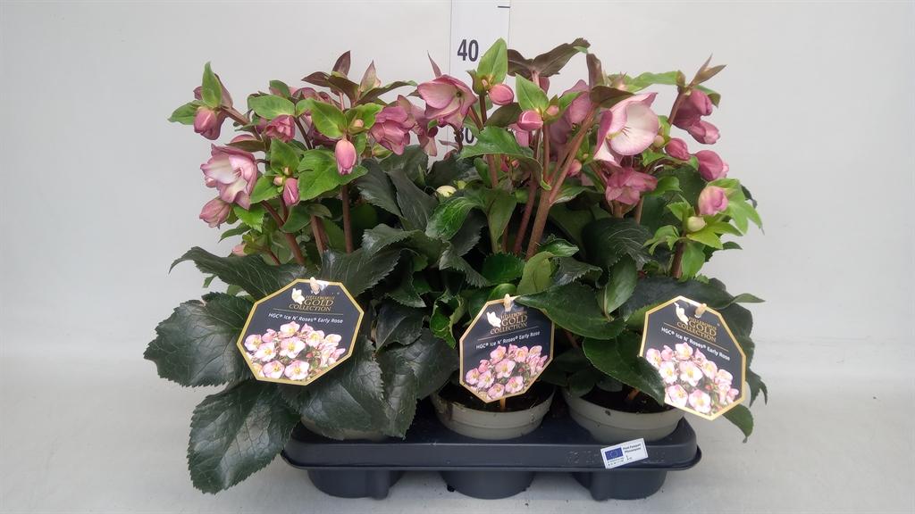 Горшечные цветы и растения оптом Helleborus ice N Roses Rose от 6шт из Голландии с доставкой по России