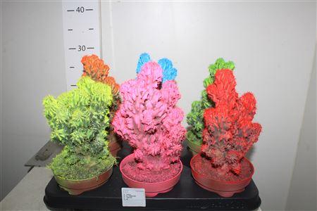 Горшечные цветы и растения оптом Cereus Peruvianus Monstrosus Rainbo от 6шт из Голландии с доставкой по России