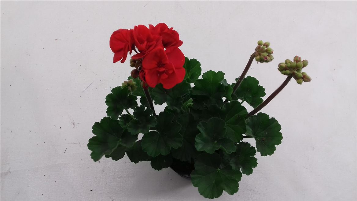 Горшечные цветы и растения оптом Pelargonium Zon Denise от 12шт из Голландии с доставкой по России