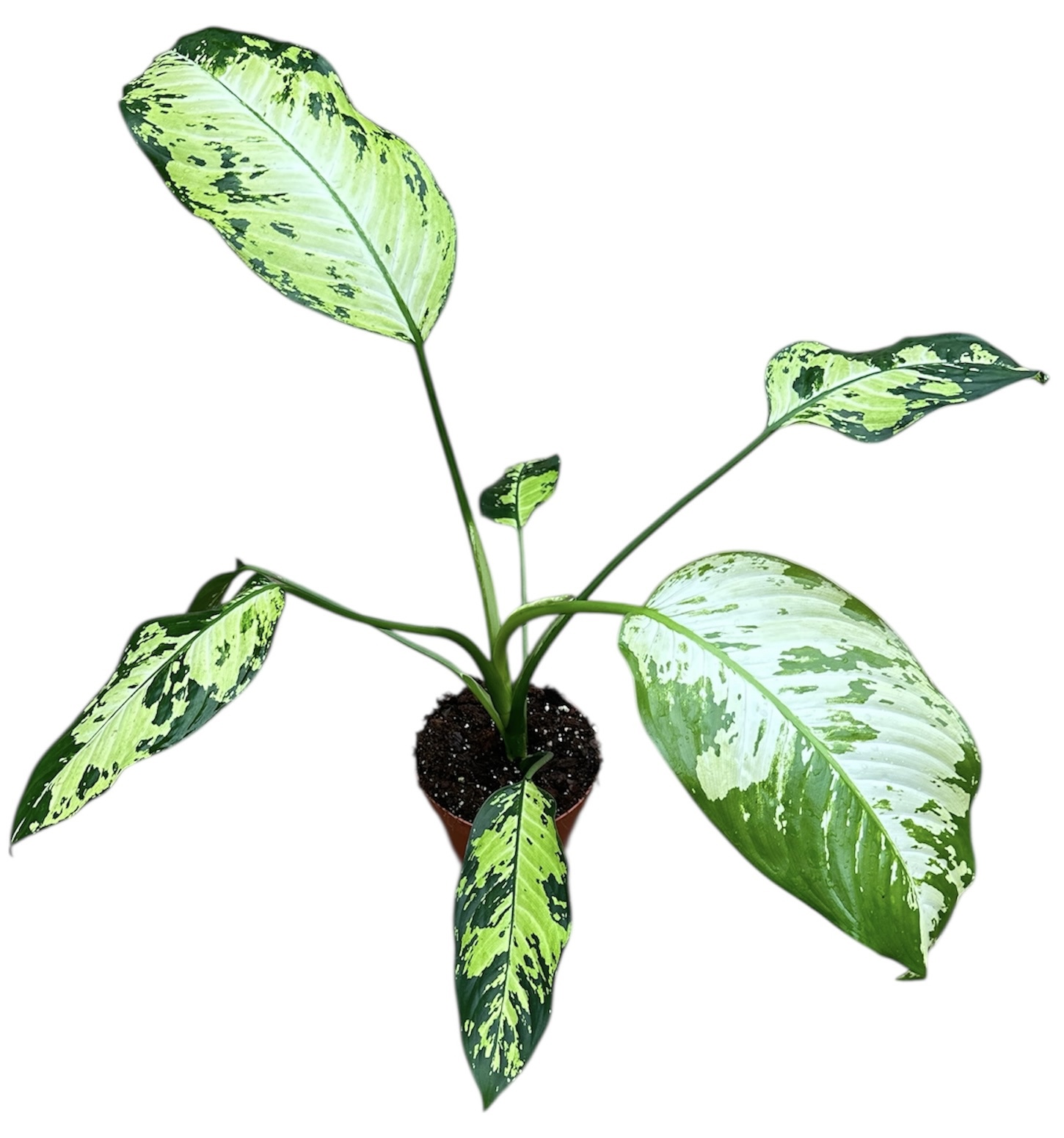 Горшечные цветы и растения оптом Dieffenbachia Yellow Star от 1шт из Голландии с доставкой по России