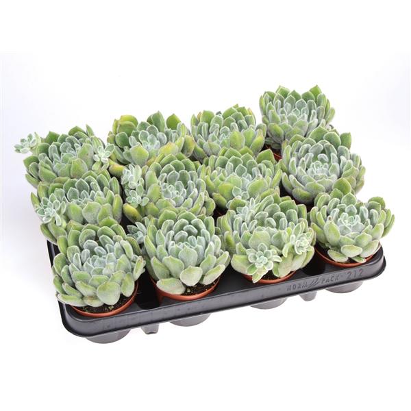 Горшечные цветы и растения оптом Echeveria Setosa от 12шт (для телеги) из Голландии с доставкой по России