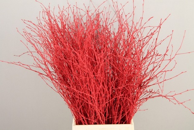 Срезанные цветы оптом Betula paint red от 10шт.. из Голландии с доставкой по России