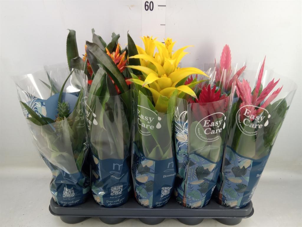 Горшечные цветы и растения оптом Bromelia   ...mix от 10шт из Голландии с доставкой по России