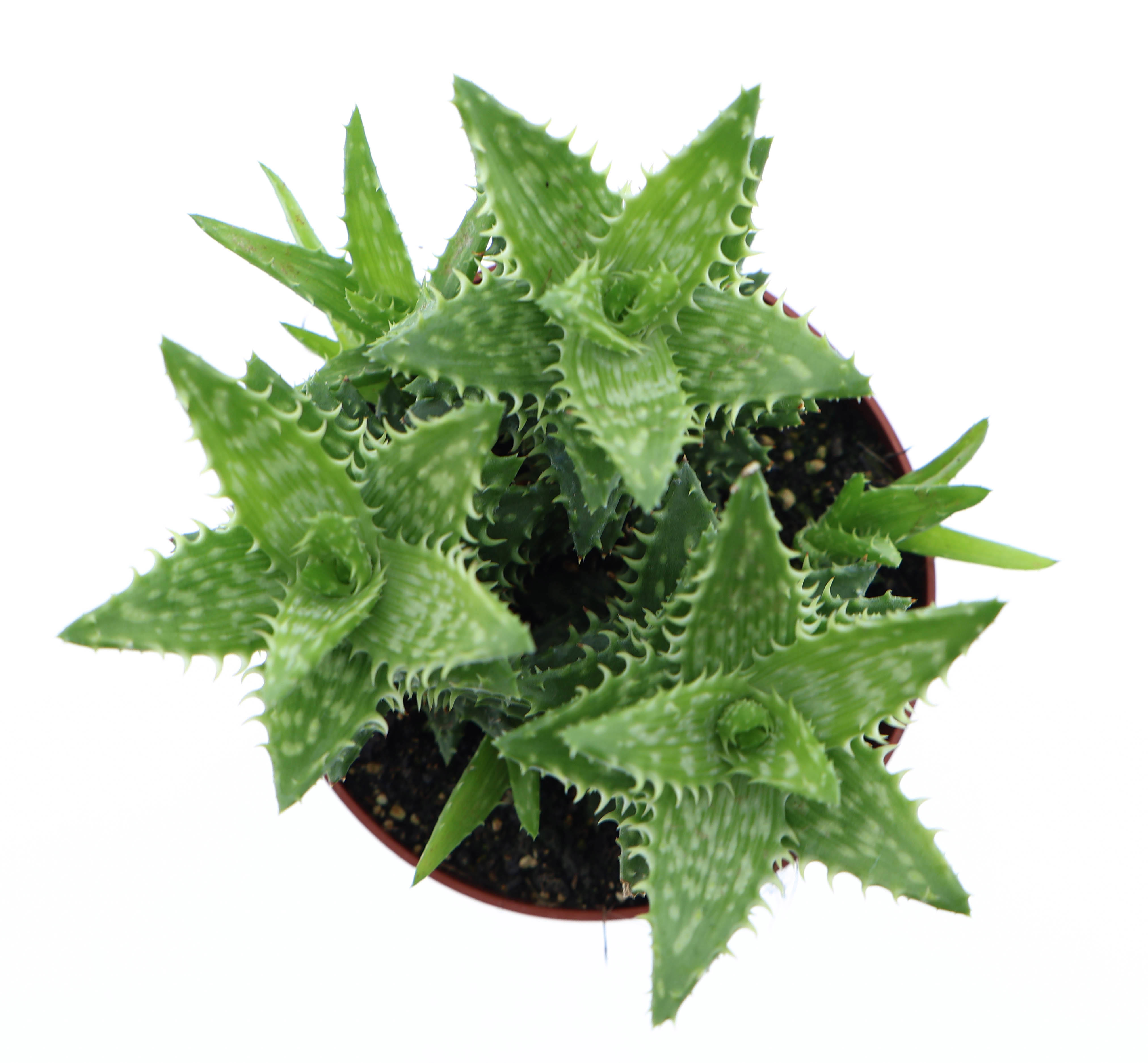 Горшечные цветы и растения оптом Aloe Squarosa от 6шт из Голландии с доставкой по России