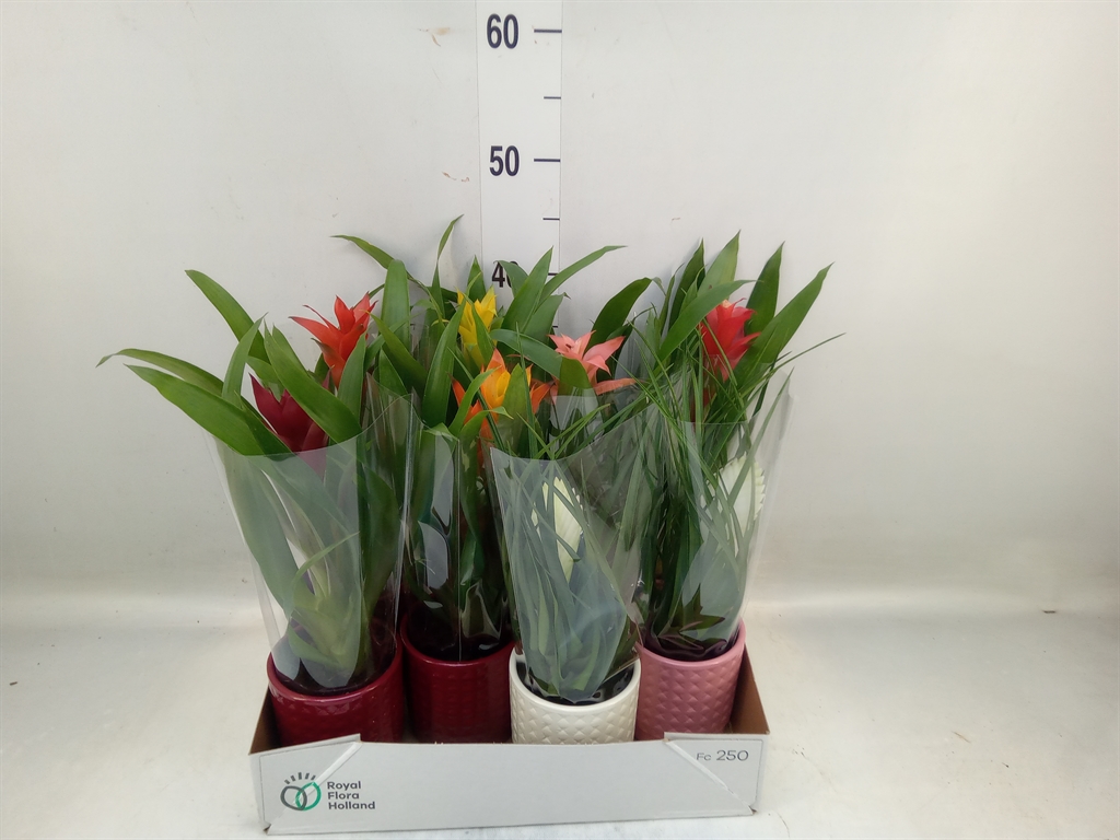 Горшечные цветы и растения оптом Bromelia   ...mix от 8шт из Голландии с доставкой по России