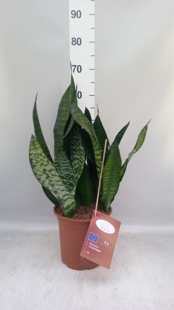 Горшечные цветы и растения оптом Sansevieria Trifa. black Coral от 1шт из Голландии с доставкой по России