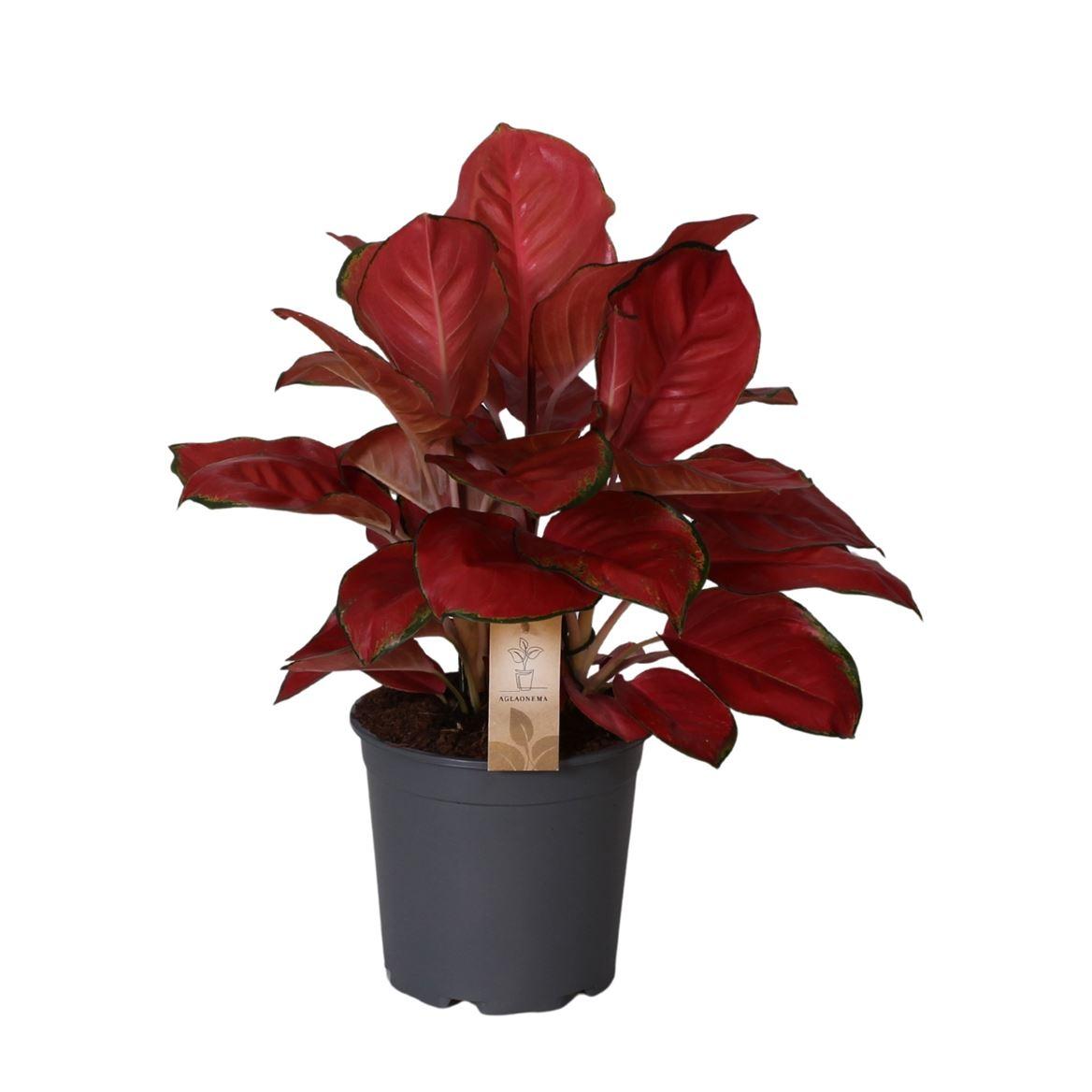 Горшечные цветы и растения оптом Aglaonema China Red от 3шт из Голландии с доставкой по России