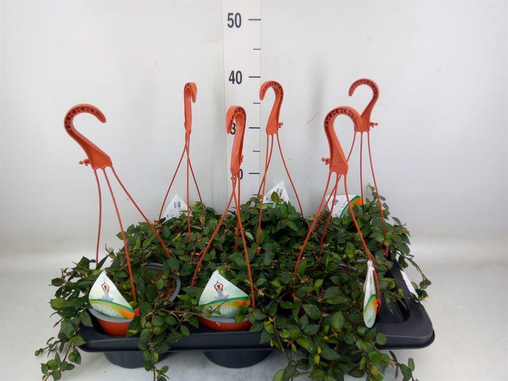 Горшечные цветы и растения оптом Hoya   ... от 6шт из Голландии с доставкой по России