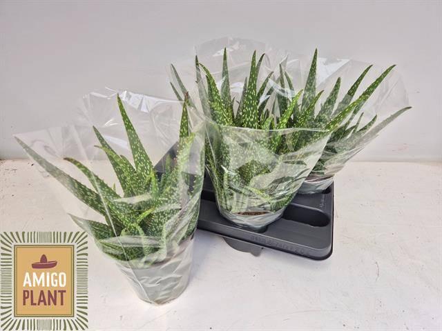 Горшечные цветы и растения оптом Aloe Vera от 4шт из Голландии с доставкой по России