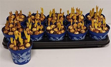 Горшечные цветы и растения оптом ** Muscar Armeniacum * Spring Deal* от 10шт из Голландии с доставкой по России