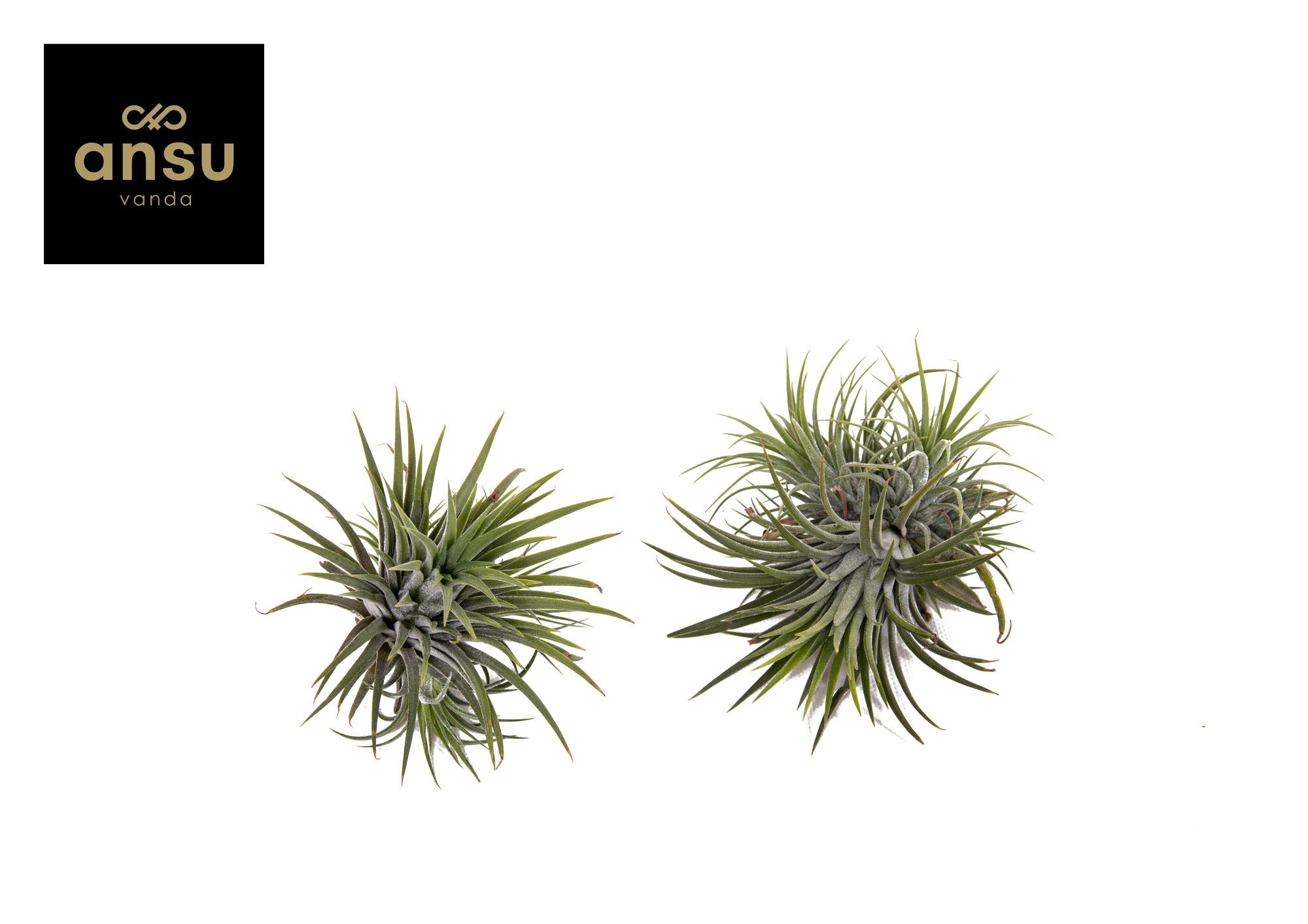 Горшечные цветы и растения оптом Tillandsia Ionantha от 10шт из Голландии с доставкой по России
