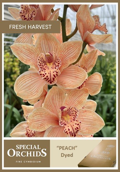 Срезанные цветы оптом Cymbidium paint peach от 2шт из Голландии с доставкой по России