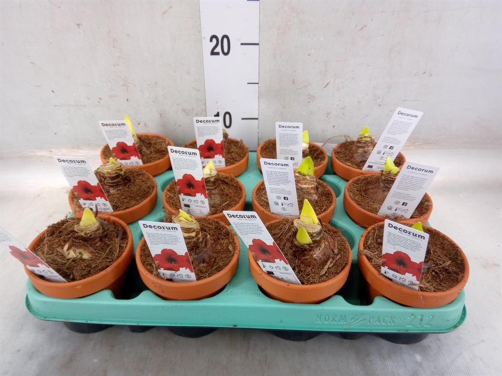 Горшечные цветы и растения оптом Hippeastrum   ... от 12шт (для телеги) из Голландии с доставкой по России