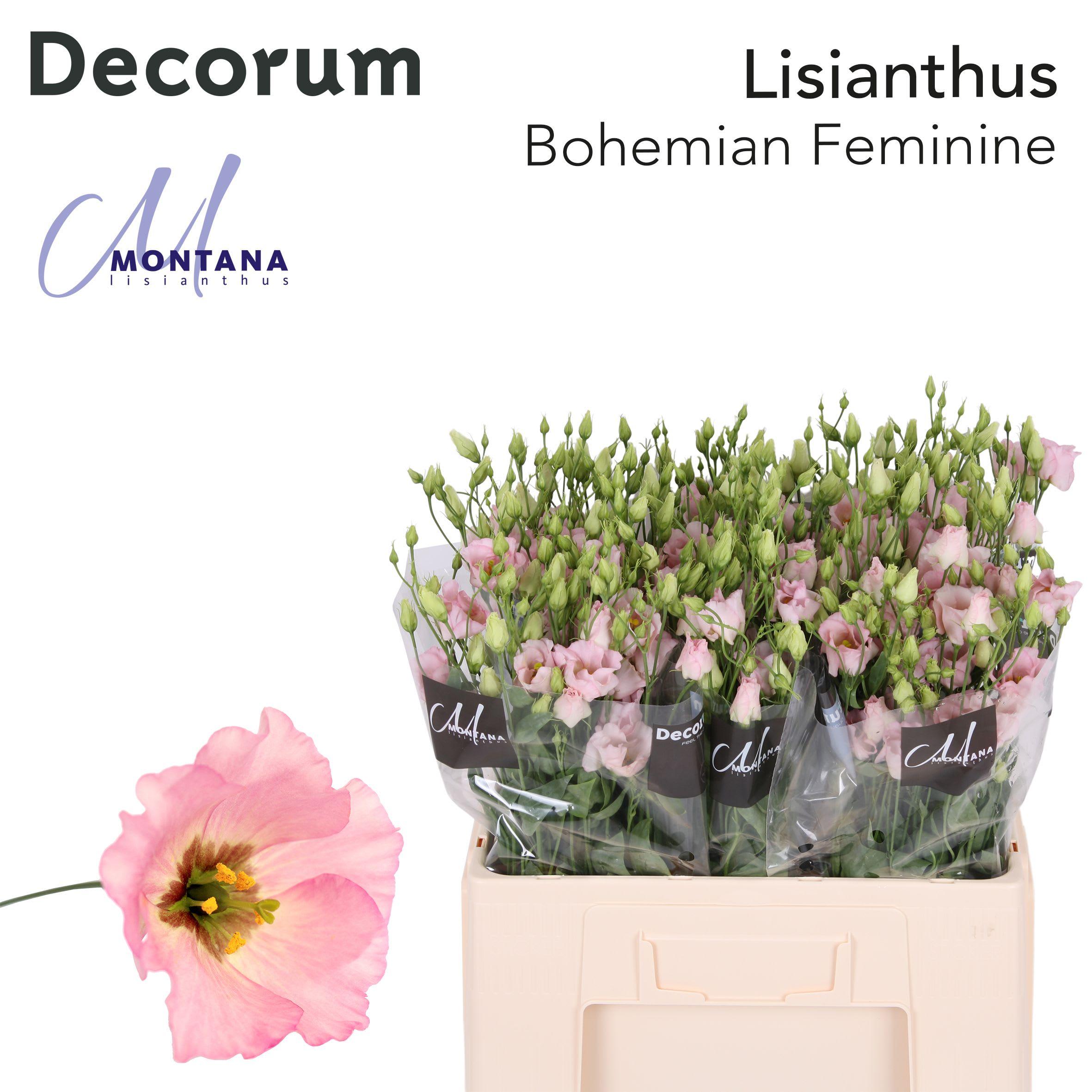 Срезанные цветы оптом Lisianthus si bohemian pink от 50шт из Голландии с доставкой по России