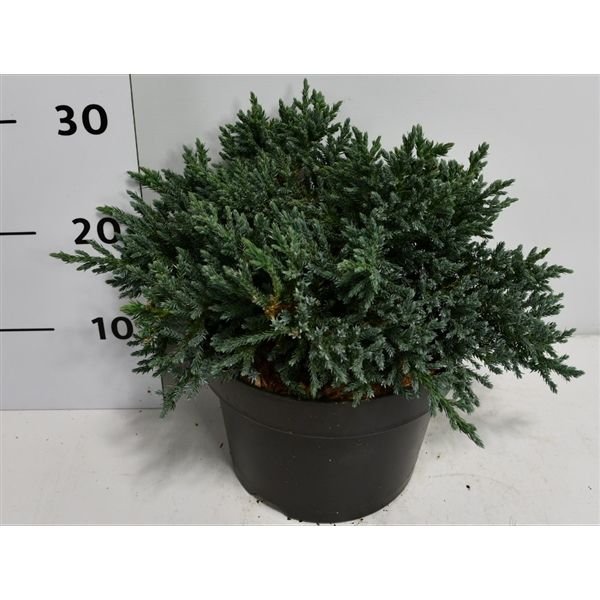 Горшечные цветы и растения оптом Juniperus Squa Tropical Blue от 1шт из Голландии с доставкой по России