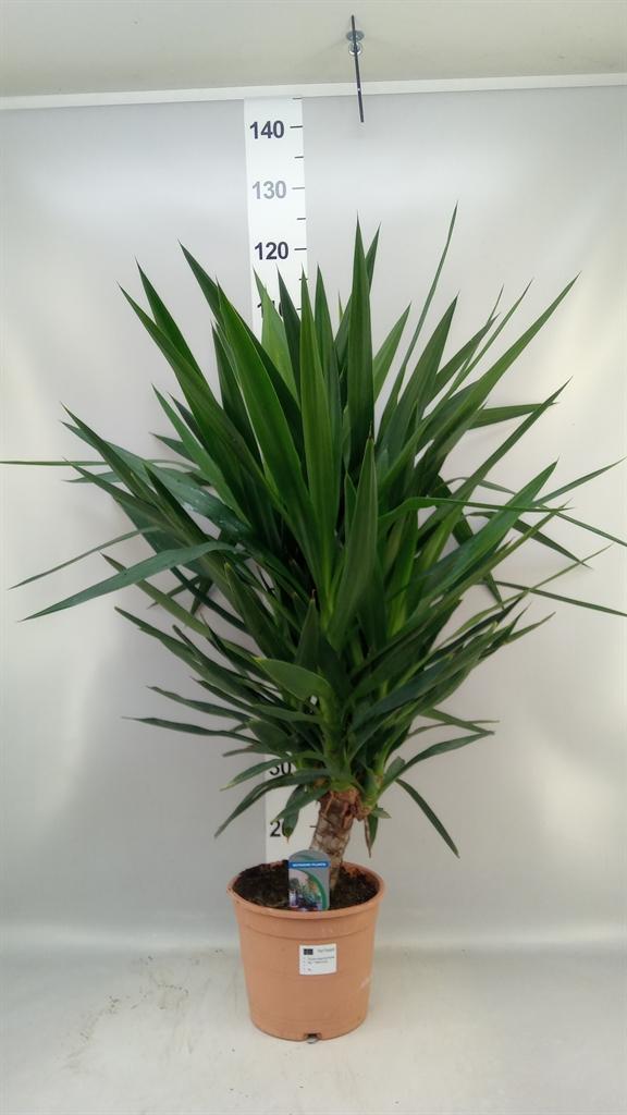 Горшечные цветы и растения оптом Yucca Elephantipes ... от 1шт из Голландии с доставкой по России