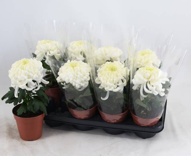 Горшечные цветы и растения оптом Chrys Ov от 8шт из Голландии с доставкой по России