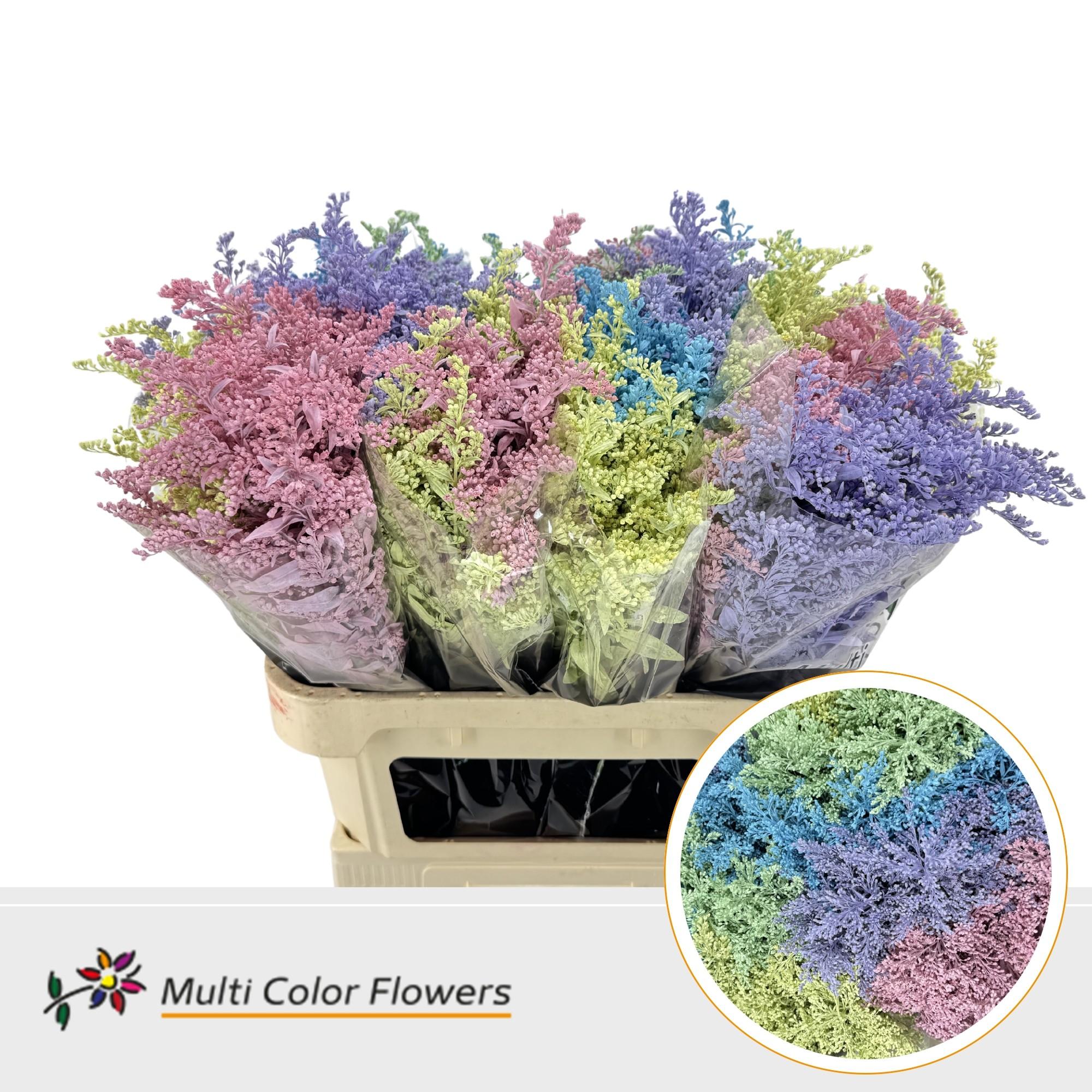 Срезанные цветы оптом Solidago paint mix pastel от 100шт. из Голландии с доставкой по России