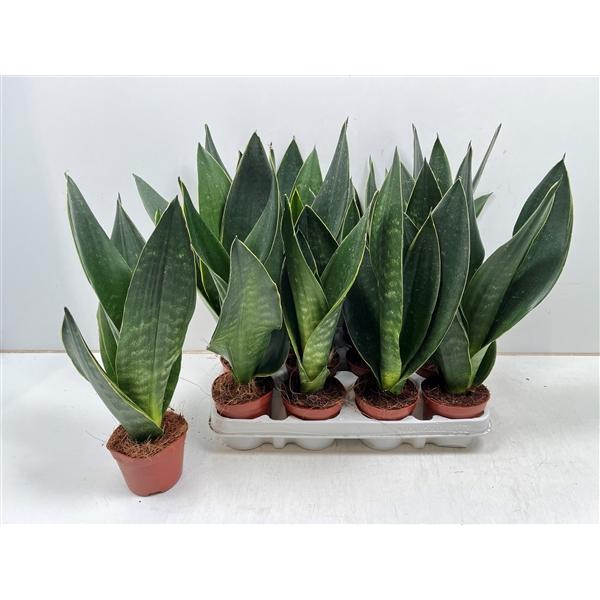 Горшечные цветы и растения оптом Sansevieria Dark Diamond от 12шт (для телеги) из Голландии с доставкой по России