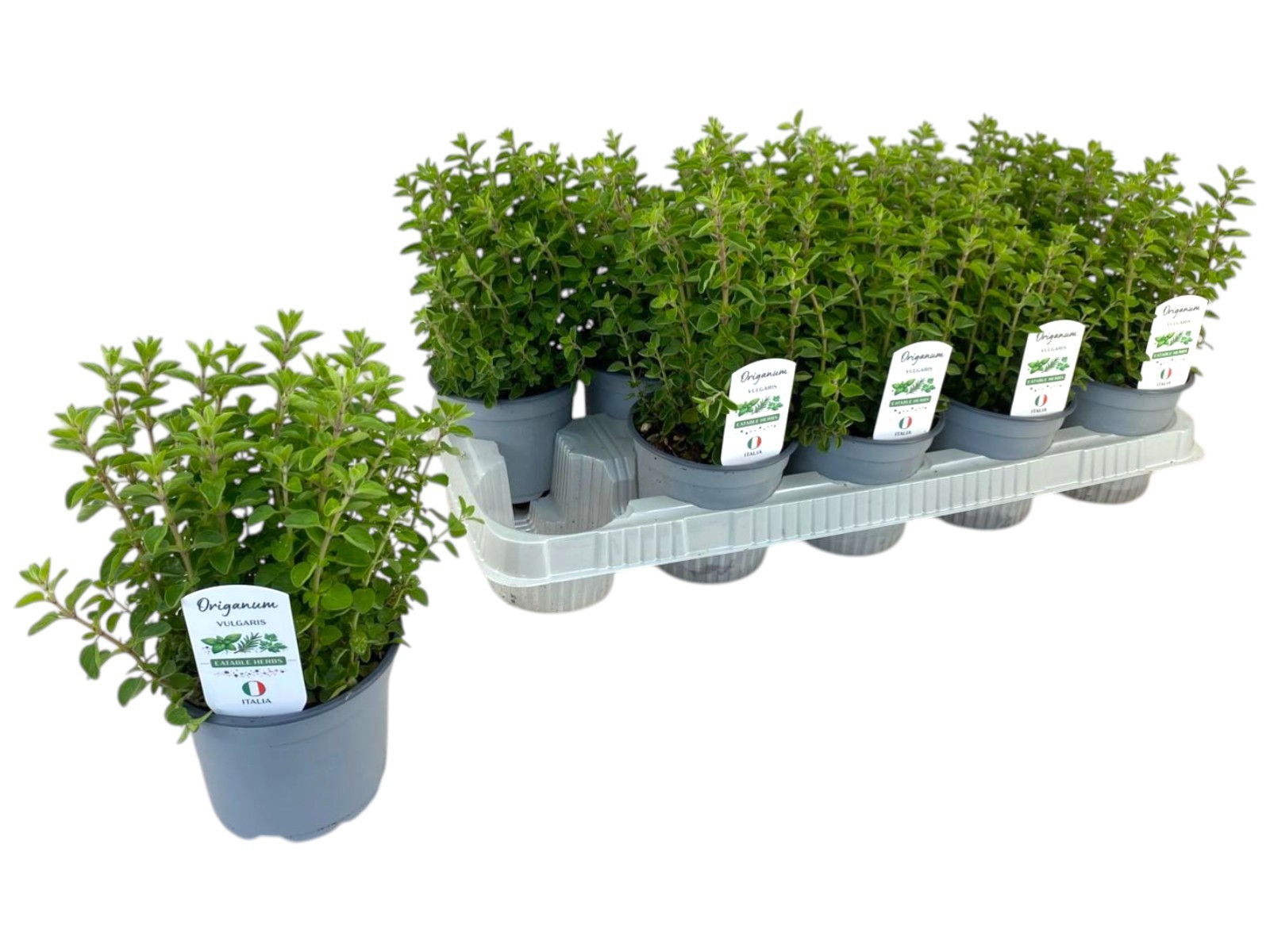 Горшечные цветы и растения оптом Origanum Vulgare от 10шт из Голландии с доставкой по России