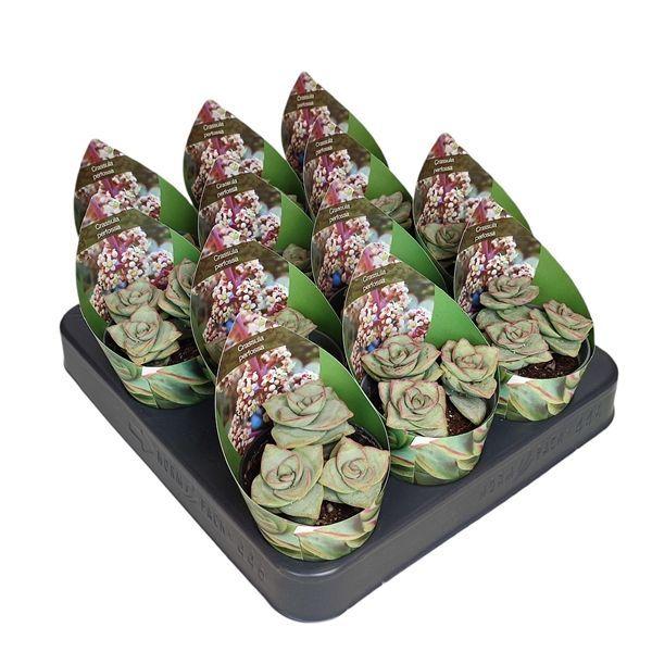 Горшечные цветы и растения оптом Crassula Perfossa Potcover от 12шт (для телеги) из Голландии с доставкой по России