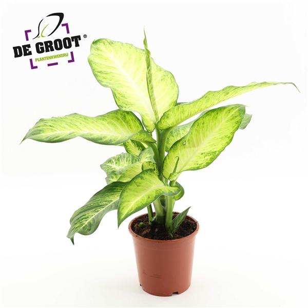 Горшечные цветы и растения оптом Dieffenbachia Bravo от 6шт из Голландии с доставкой по России