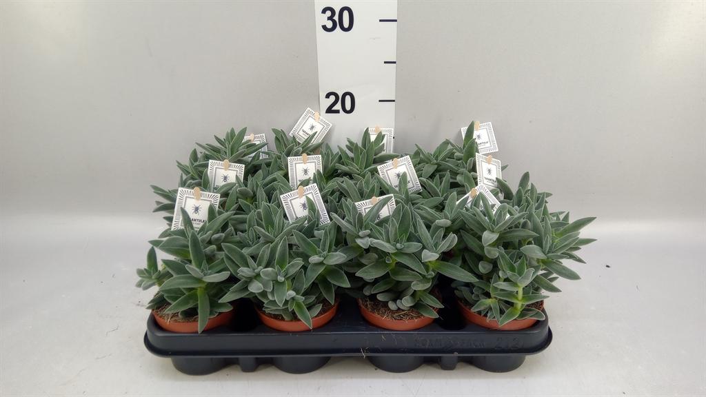 Горшечные цветы и растения оптом Crassula tarantula от 12шт (для телеги) из Голландии с доставкой по России
