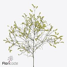 Срезанные цветы оптом Limonium china lemon от 100шт из Голландии с доставкой по России