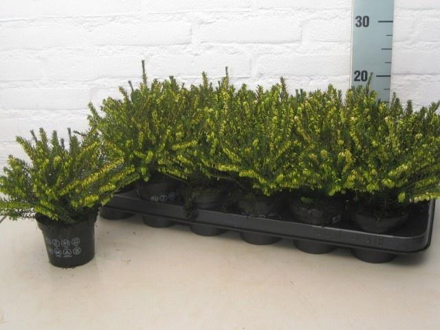 Горшечные цветы и растения оптом Erica Dar. Ghost Hills от 18шт (для телеги) из Голландии с доставкой по России