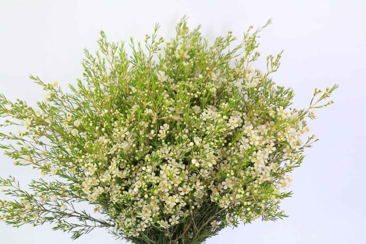Срезанные цветы оптом Chamelaucium ofir от 150шт из Голландии с доставкой по России