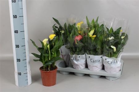 Горшечные цветы и растения оптом Zantedeschia Gemengd Calla Mix In C 2-3+ от 8шт из Голландии с доставкой по России