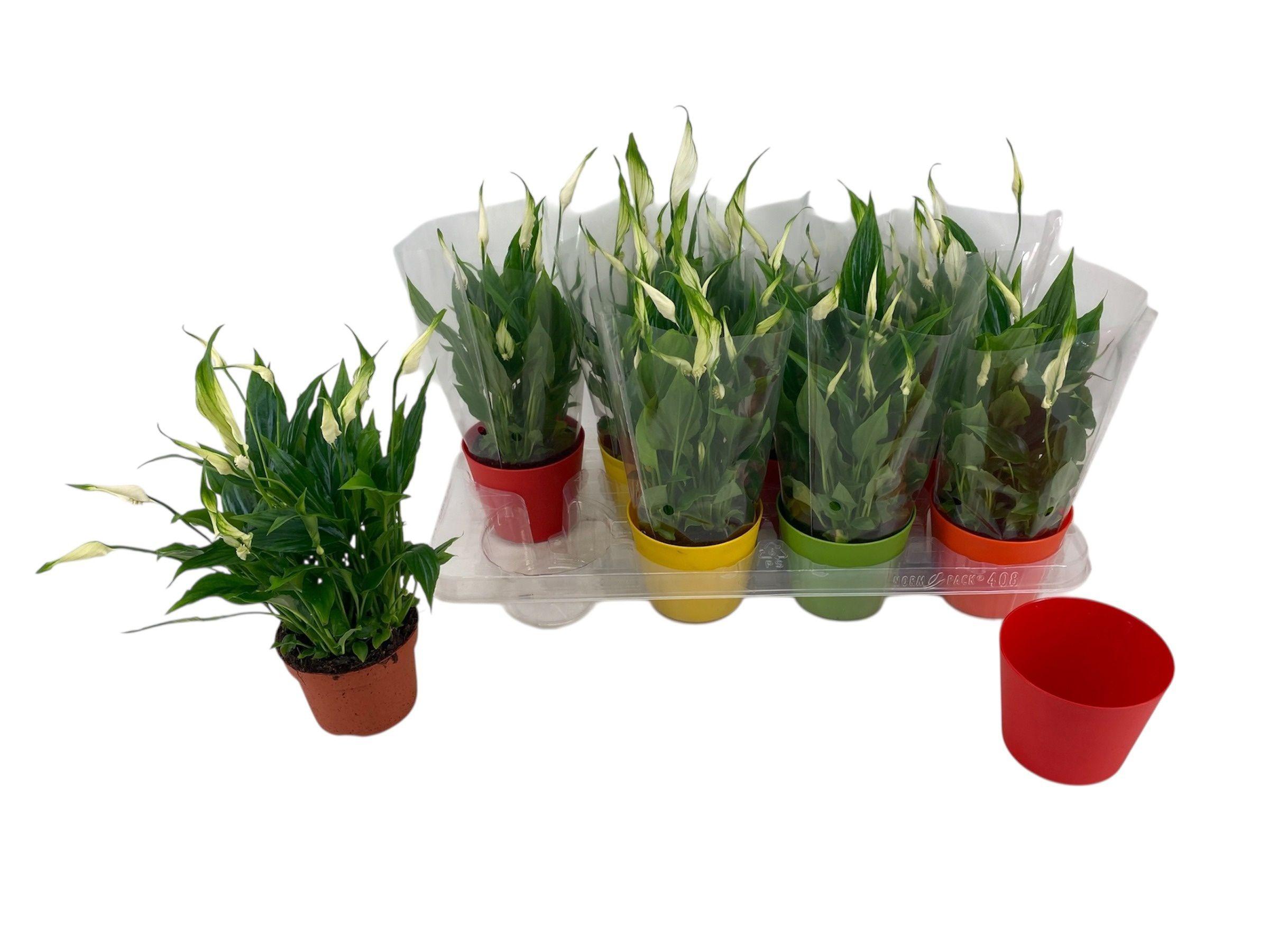 Горшечные цветы и растения оптом Spath Ov от 8шт из Голландии с доставкой по России